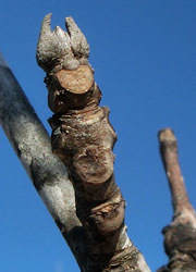 200211_toneriko2.jpg