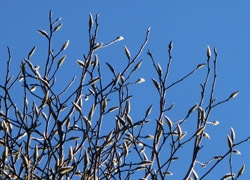 200212_tanusiba2.jpg