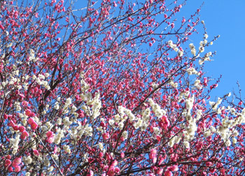 200212_ume02.jpg