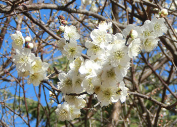 200212_ume04.jpg
