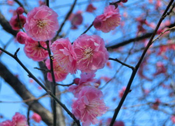200212_ume15.jpg