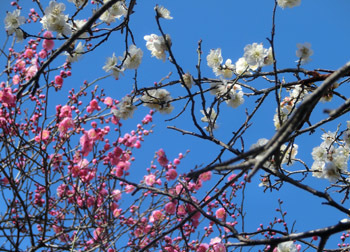 200212_ume18.jpg