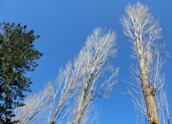200214_poplar.jpg