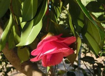 200214_tubaki2.jpg