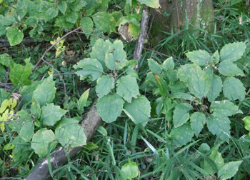 200220_k_haguma4.jpg
