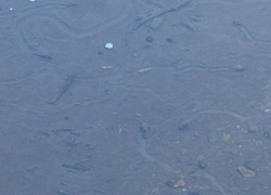 200220_kawanina.jpg