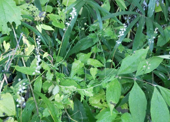 200221_turubo1.jpg