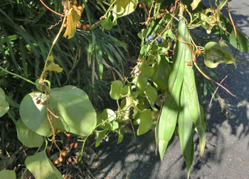 200224_aotu_saoto1.jpg