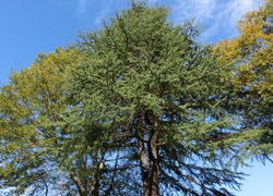 200225_himaraya_s1.jpg