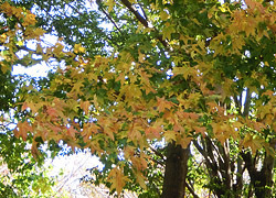 200225_momijiba_f4.jpg