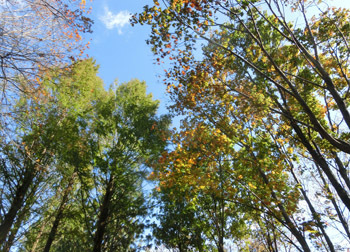 200225_oaks2.jpg