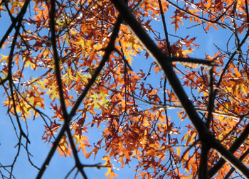 200225_pinoak.jpg