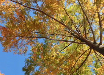 200228_metasequoia1.jpg