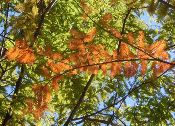 200228_metasequoia3.jpg