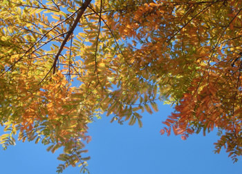 200228_metasequoia4.jpg