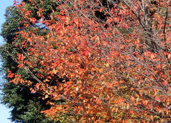 200301_sakura1.jpg