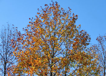 200301_yurinoki1.jpg