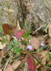 200303_kitune_m.jpg