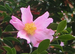 200303_sazanka3.jpg