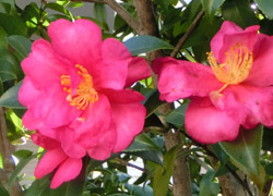 200303_sazanka4.jpg