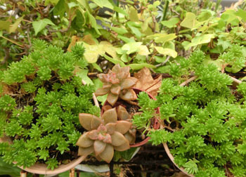 200305_sedum.jpg