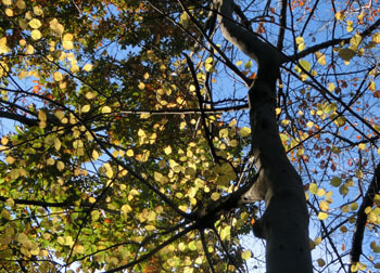 200306_egonoki1.jpg