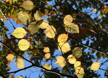 200306_egonoki2.jpg