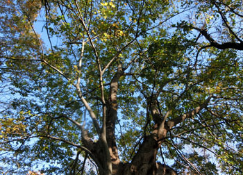 200306_mukunoki1.jpg