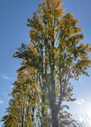 200306_poplar1.jpg