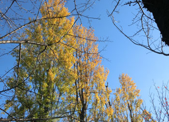 200306_poplar2.jpg