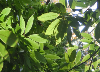 200306_sirakasi.jpg