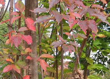 200310_kibusi2.jpg