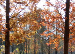 200310_metasequoia.jpg