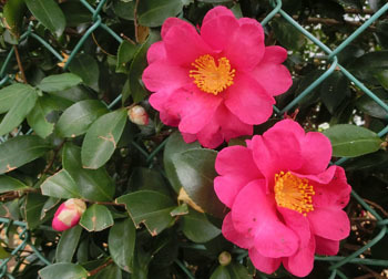 200312_t_kantubaki.jpg
