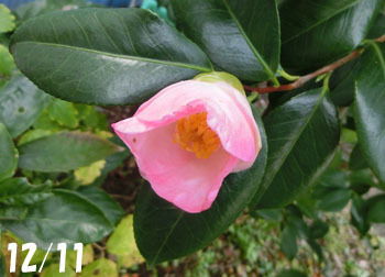 200312_tubaki1.jpg