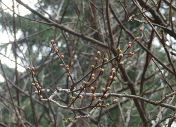 200312_ume1.jpg