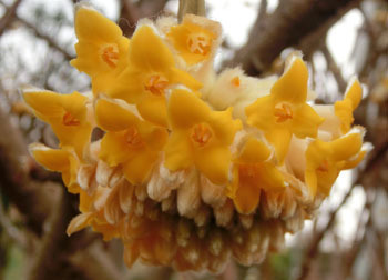 200315_mitumata5.jpg