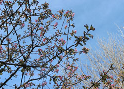 200316_kawadu_z02.jpg