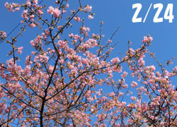 200316_kawadu_z05.jpg