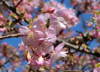 200316_kawadu_z07.jpg