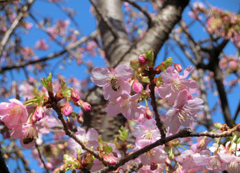 200316_kawadu_z08.jpg
