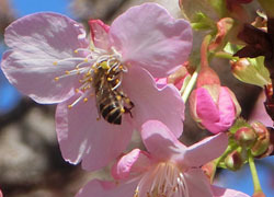 200316_kawadu_z09.jpg