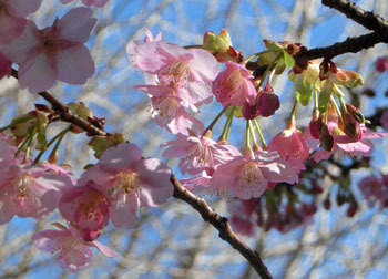 200316_kawadu_z10.jpg