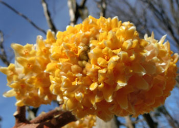 200316_mitumata2.jpg