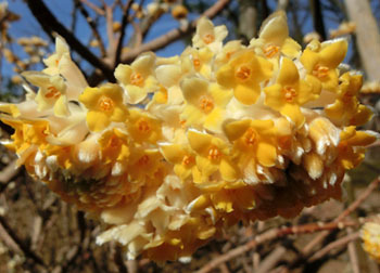 200316_mitumata3.jpg