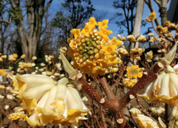 200316_mitumata4.jpg