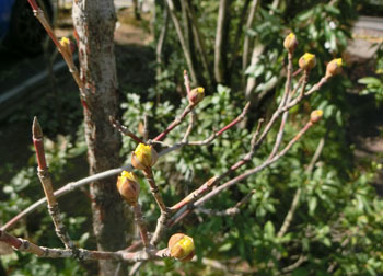 200316_sanshuyu.jpg