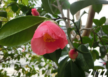 200316_tubaki1.jpg