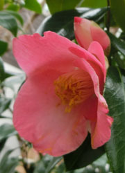 200316_tubaki2.jpg