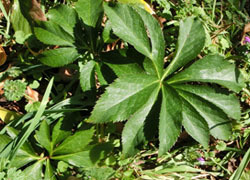 200317_helleborus1.jpg